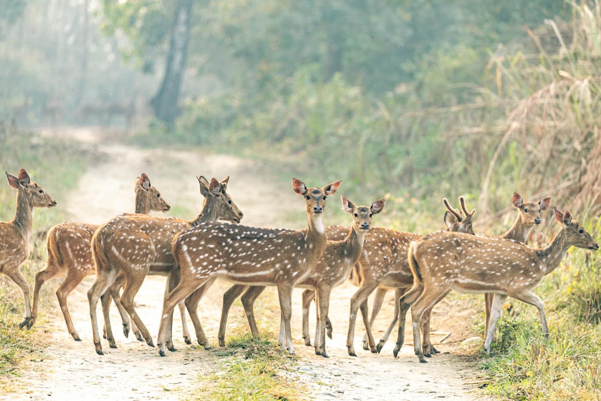 Kasara Chitwan Otel Patlahara Dış mekan fotoğraf