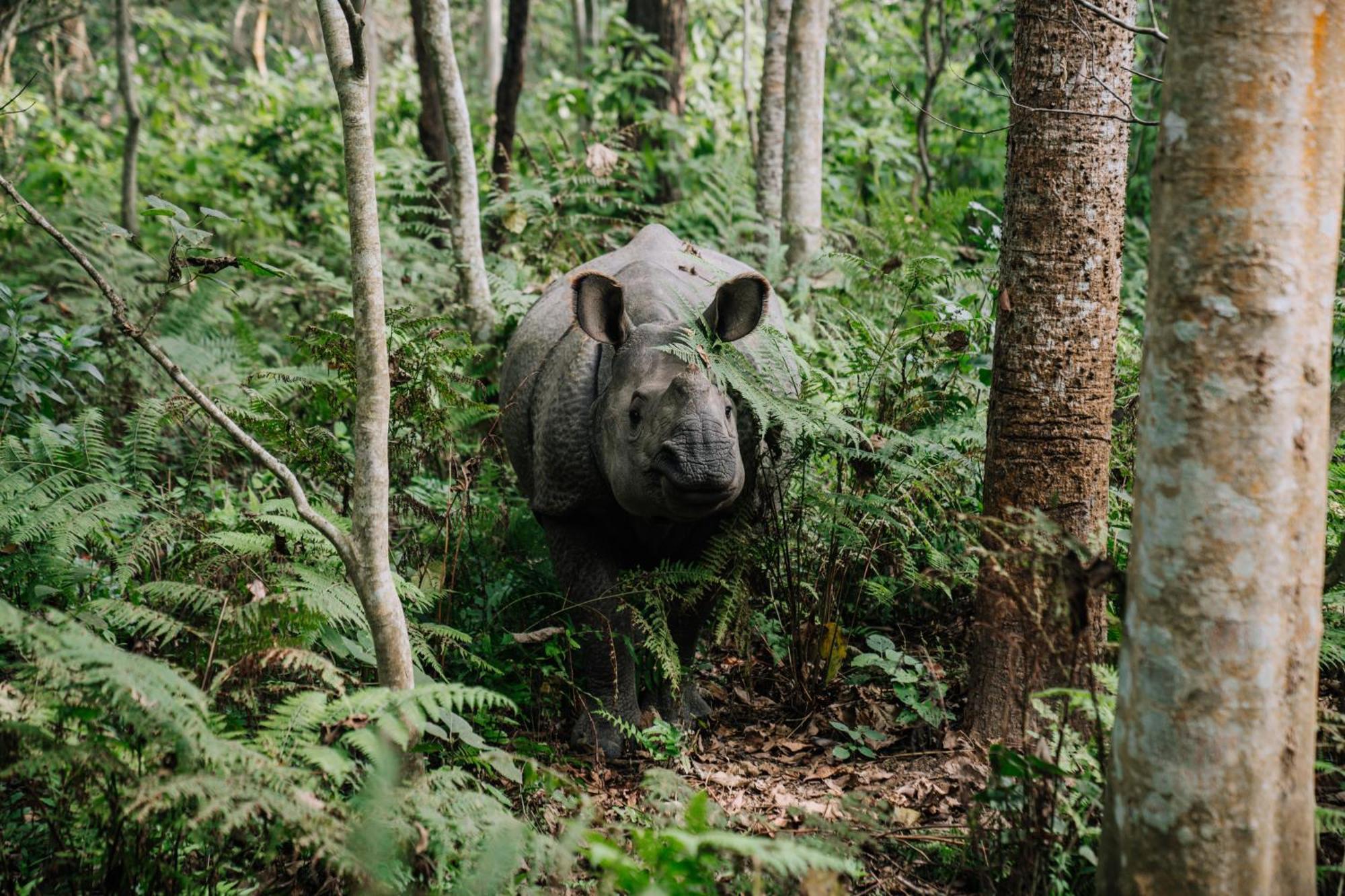 Kasara Chitwan Otel Patlahara Dış mekan fotoğraf